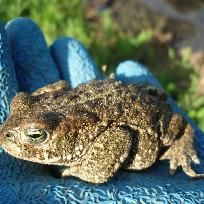 Ein Frosch sitzt auf einer Hand.