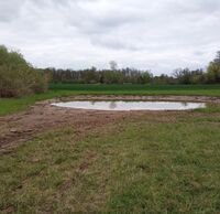 Im Hintergrund ist ein Teich zu sehen, der umgeben ist von einer Wiese.