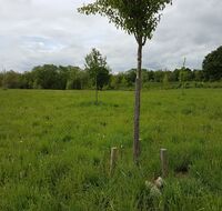 Eine Wiese und im Vordergrund ist ein Obstbaum zu sehen.