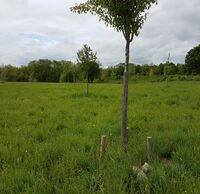 Eine Wiese, im Vordergrund steht ein Obstbaum.
